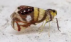 Rhotana marmorata