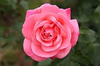 'Fontaline'