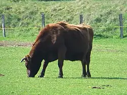 An Angeln cattle