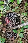 Fruit (immature)