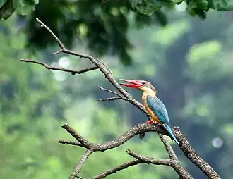 Stork-billed kingfisher