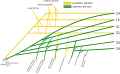 A schematic of the sacral plexus with the origin of the tibial nerve shown (labeled at the bottom left)