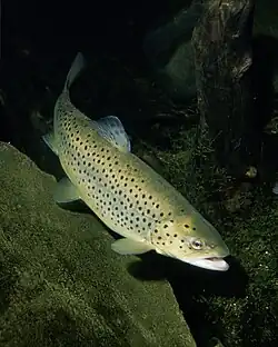 Brown trout