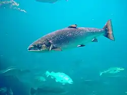 Atlantic salmon Salmo salar laks