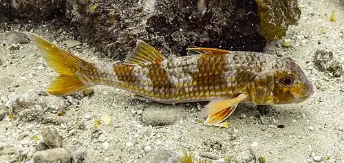 Salmonete de roca (Mullus surmuletus), Parque natural de la Arrábida, Portugal, 2020-07-21, DD 59