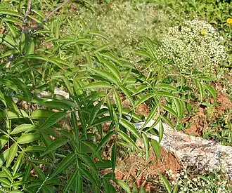 Foliage
