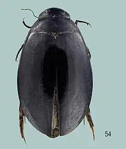 Sandracottus jaechi