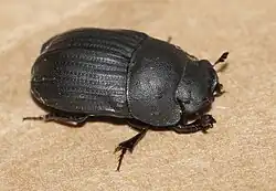 Sarophorus costatus