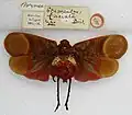 Aphaeninae: Scamandra fasciata (Holotype). Currently regarded as a synonym of Scamandra rosea