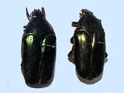 Agestrata orichalca