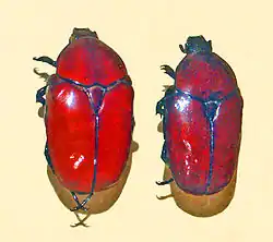 Diplognatha gagates from Guinea-Bissau