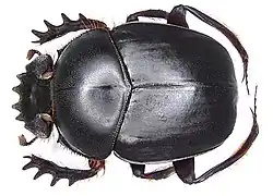Scarabaeus gangeticus