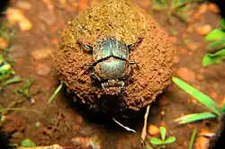 Scarabaeus sanctus
