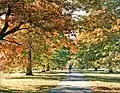 Avenue of scarlet oaks