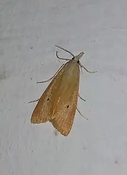 Scirpophaga incertulas
