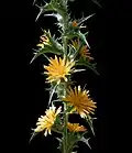 Scolymus hispanicus inflorescence