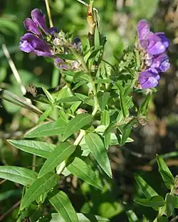 Baikal Skullcap, one of the "50 fundamental herbs" of Chinese herbology