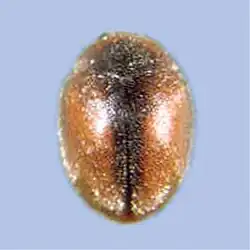 Scymnus nubilus