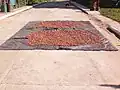 Drying cacao in the main street