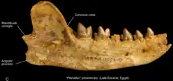 S. phiomensis