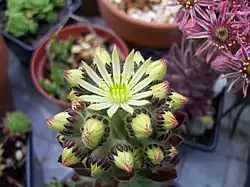 A variety with white flowers