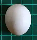 Senegal parrot egg (on 1&nbsp;cm grid)