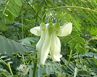 Blooming flowers hanging