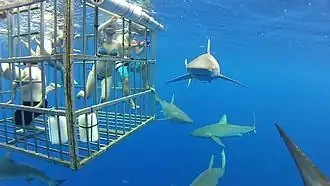 Shark proof cage