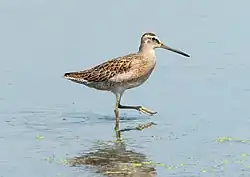 Chorlo pico corto (Limnodromus griseus)