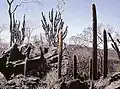 Cereus pierre-braunianus at the type location together with Micranthocereus estevesii in the foreground