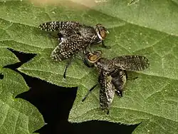 Platystoma seminationis Courtship