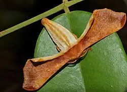 Gunda ochracea female