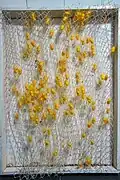 Silk cocoon