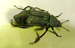Diamesus osculans