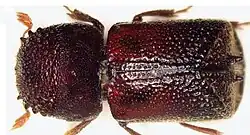 Sinoxylon anale