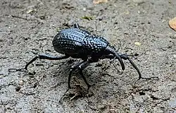 Sipalinus gigas