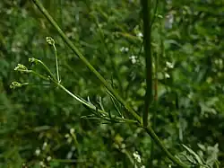 plant stem