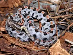 Carolina pigmy rattlesnake