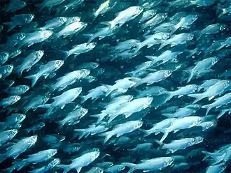 Image 20Schooling threadfin, a coastal species (from Coastal fish)