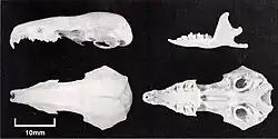 Skull specimen