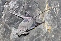 Gray bat