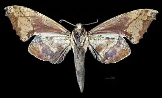 Female underside