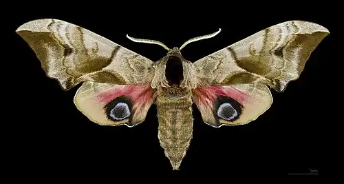 Smerinthus ocellata♀