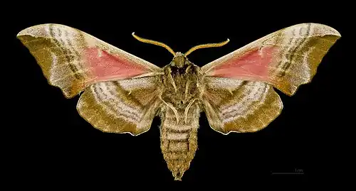 Smerinthus ocellata ♀ △