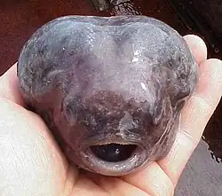 Image 40Smooth lumpsucker inflated in a defensive response (from Coastal fish)