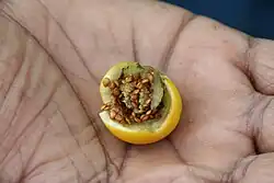 A fruit opened