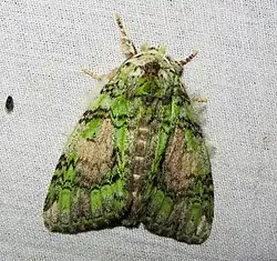 Somera viridifusca