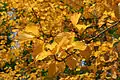 Alniaria alnifolia 'Submollis' leaves in autumn