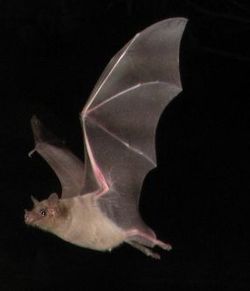 Brown bat