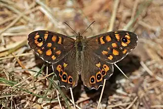 Female P. a. aegeria Cyprus